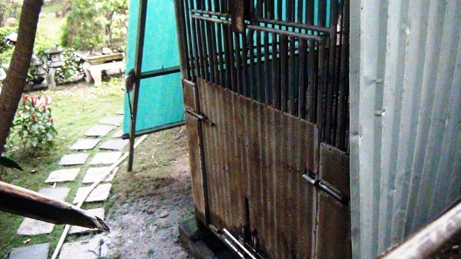 Gấu nặng 100kg cắn đứt cánh tay bé 3 tuổi ở Sài Gòn