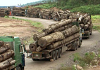 Hàng trăm xe gỗ ùn ứ ở cửa khẩu vì ‘công văn lạ’