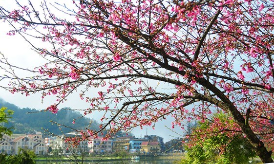 Sa Pa rực rỡ mùa hoa anh đào