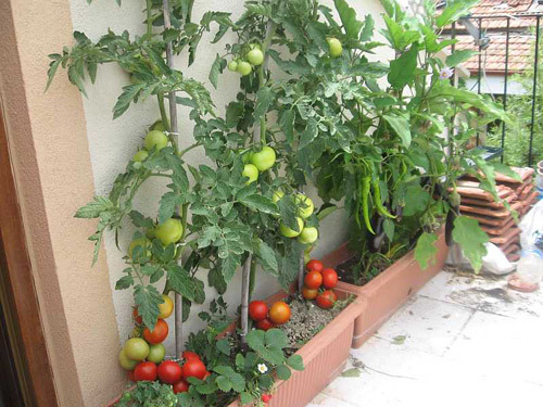 Cách trồng cà chua ngon và sai quả cho các 