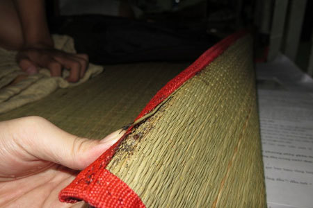 Sinh viên ở Sài Gòn khốn khổ vì bị rệp hút máu