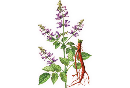 2/3 người cao tuổi bị thiếu máu não