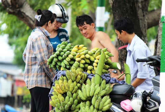 Chuối Tết khan hiếm, lăm le tăng giá cả chục lần