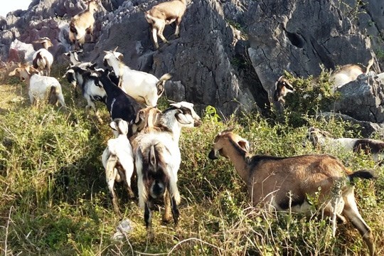 Khi dê, bò, tiền... rủ nhau lạc vào nhà quan