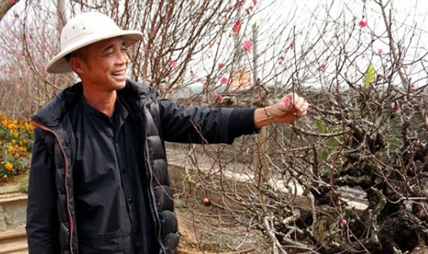 Vườn đào gốc cổ rót tiền tỷ, thu bạc cắc của lão nông Hà Nội