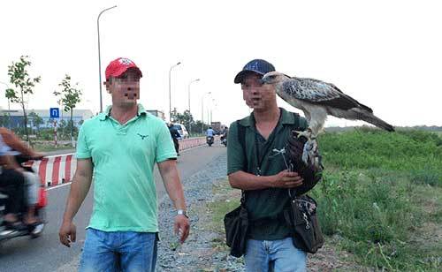 Săn đại bàng, thú chơi độc Sài thành