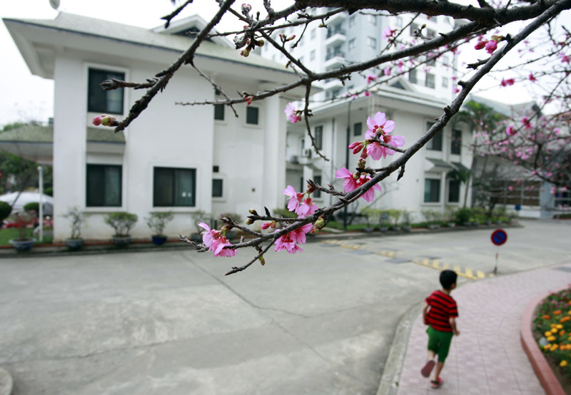 Ngắm hoa anh đào Nhật Bản 'xịn' giữa Hà Nội