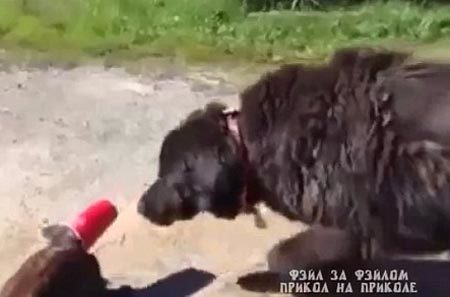 Chó nghĩa hiệp cứu kẻ thù 