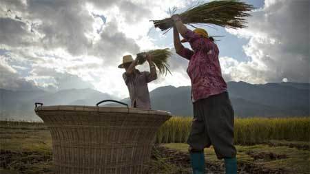 Khiếp hàng trong nước, dân TQ lùng mua gạo ngoại