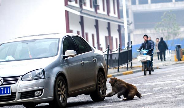 Cảm động cảnh khỉ ăn xin giữa đường