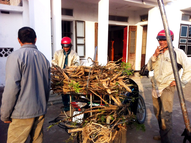 Bể rượu 500 lít ngâm củ đinh lăng khủng nhất Việt Nam