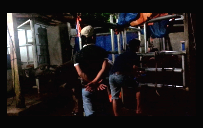 Clip:  Tàn nhẫn cảnh bơm nước tăng trọng cho bò