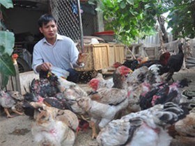 Gà “nghìn đô” phục vụ nhà giàu ăn Tết: Bao nhiêu cũng... thiếu
