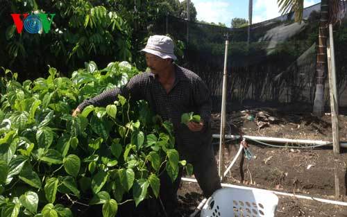 Lão nông Việt và miệt vườn Nam bộ trên đất Mỹ