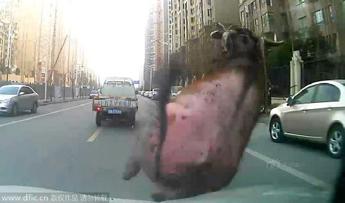 10 clip 'nóng': Cảnh sát truy bắt bò điên giữa phố