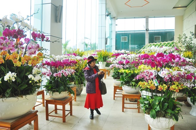 Phong lan nhập ngoại hơn 60 triệu vẫn hút khách Hà Nội