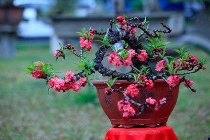 Chiêm ngưỡng đào tiến vua giá 160 triệu chơi Tết