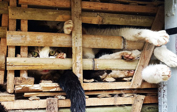 3 tấn mèo bị tiêu hủy: Tây 'choáng'