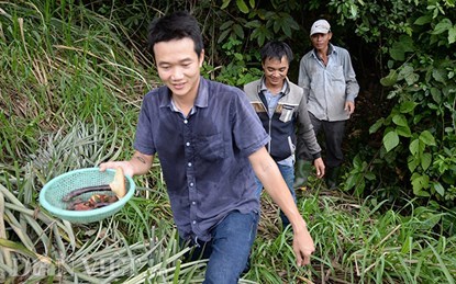 6 triệu đồng 1kg nấm lim chữa 'bách bệnh'