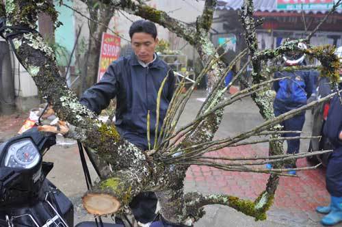 Đào, mai, lan... trăm triệu 'khoe hàng' mời đại gia