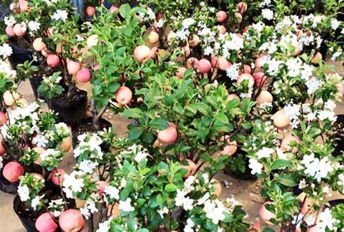 Táo cảnh Trung Quốc 3 triệu/chậu chưng Tết, vừa chơi vừa lo