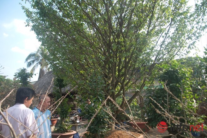 Chiêm ngưỡng 2 cây mai cổ thụ giá hơn 100 tấn thóc ở Sài Gòn