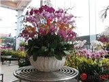 Bí mật chủ nhân chậu lan gần 100 triệu chưng Tết