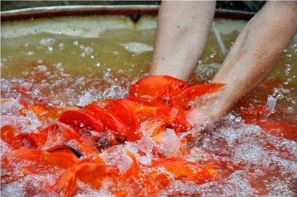 Sôi động chợ cá ông Công, ông Táo lớn nhất Hà Nội