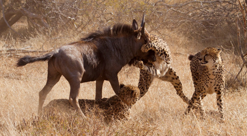 Linh dương ngoạn mục thoát vòng vây của báo Cheetah