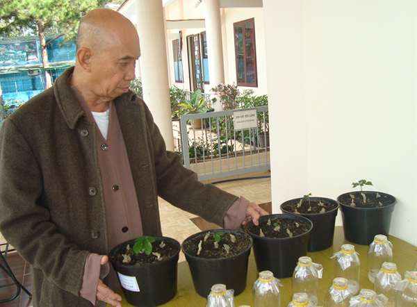 Bí quyết trồng sâm Ngọc Linh của nhà sư Đà Lạt