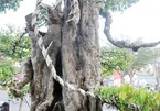 Hai cây khế “độc” 7 tỷ đồng ở Sài Gòn