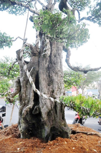Hai cây khế “độc” 7 tỷ đồng ở Sài Gòn