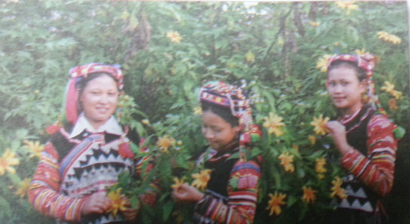 A Pa Chải mùa hoa cúc quỳ