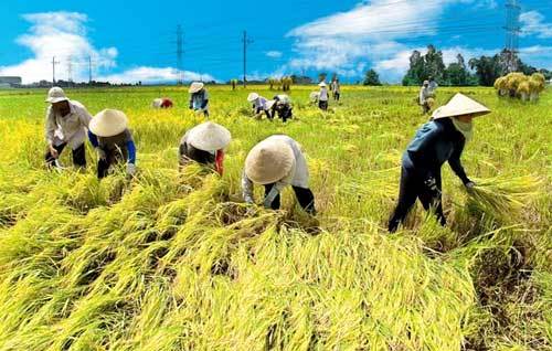 Chạnh lòng khi nghĩ về người nông dân Việt Nam