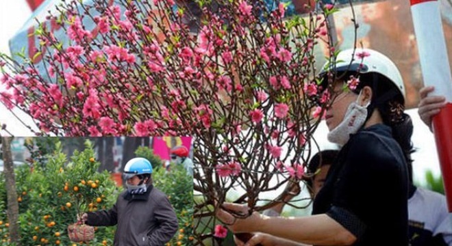 Tại sao lại chọn đào, quất bày trong nhà dịp Tết?
