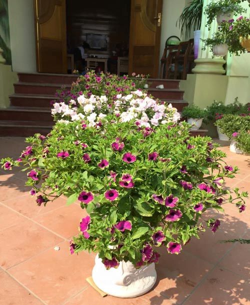 Bán nhà phố, mua nhà ngõ trồng hoa