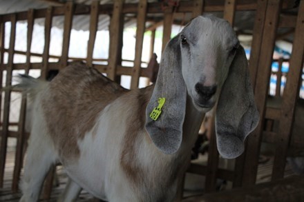 Mới lạ dịch vụ cho thuê... dê chơi Tết Ất Mùi