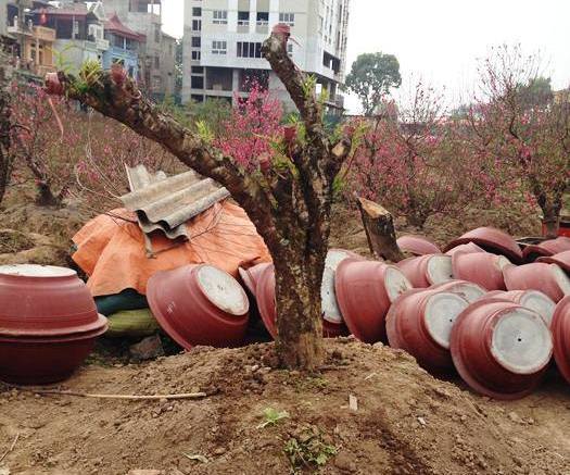 Dịch vụ trồng đào thuê sau tết giá 1 triệu/cây gây sốt