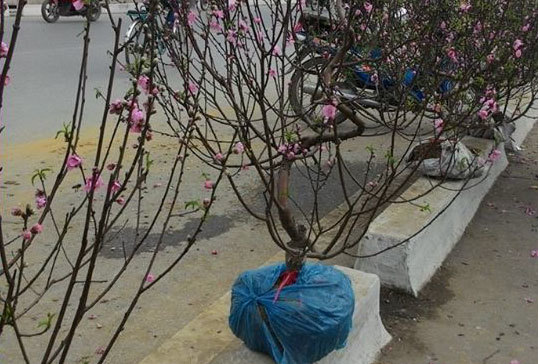 Cái Tết thê thảm của người trồng đào: