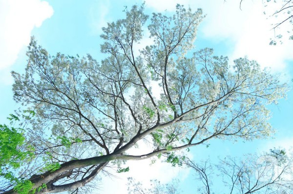 Mê mẩn trước những cung đường hoa sưa trắng đẹp đến nao lòng