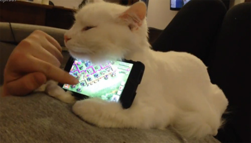 Con mèo đỡ smartphone cho chủ chơi game