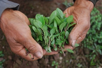 Khu vườn cuối cùng trồng húng Láng ở Hà Nội