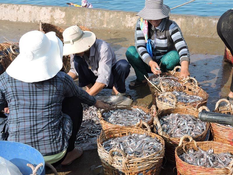 Ngư dân Lý Sơn trúng đậm cá cơm đầu mùa