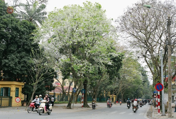 Chùm ảnh: Đẹp ngỡ ngàng mùa hoa sưa 