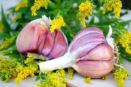 ‘Dược liệu vàng’ giúp khỏe người đẹp dáng sau Tết