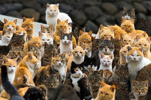 Kỳ lạ hòn đảo mèo ở Nhật Bản