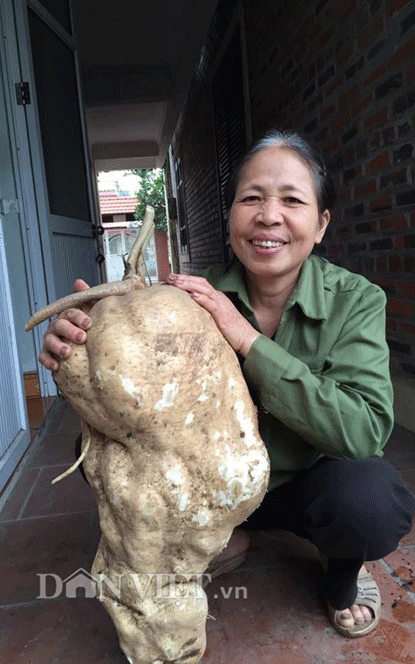 Hải Phòng: Đào được củ đậu “khủng” 15kg