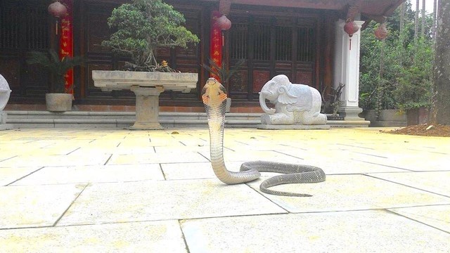 Vượng râu hoảng hốt khi thấy rắn hổ mang xuất hiện ở phủ thờ