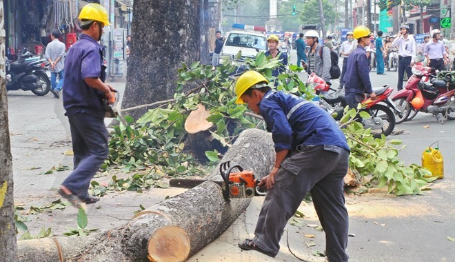 Chặt hạ 451 cây xanh không đúng chủng loại