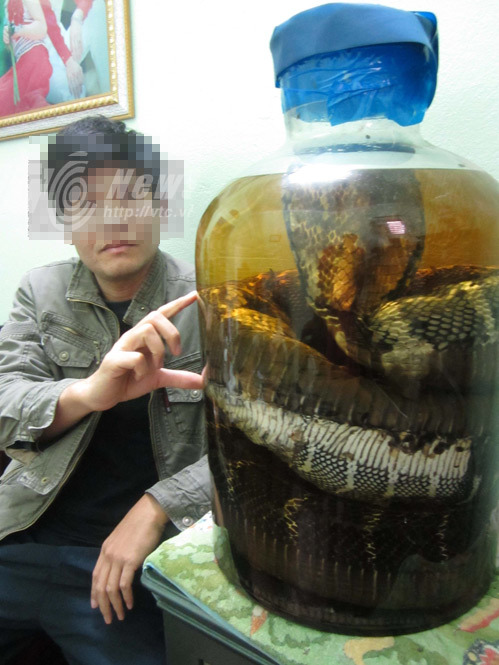 Mãng xà Tuyên Quang là một loài rắn quý hiếm được bảo vệ. Tuy chúng có nọc độc, nhưng lại được đánh giá cao vì tính hiếm và vẻ đẹp của chúng. Hãy xem hình ảnh sinh động và tìm hiểu thêm về loài rắn này.
